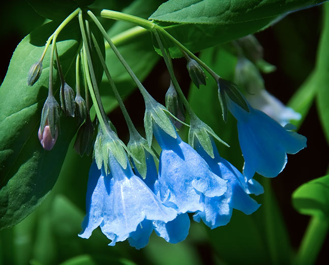 bluebells